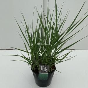 Vingergras (Panicum virgatum "Prairie Sky") siergras - In 5 liter pot - 1 stuks