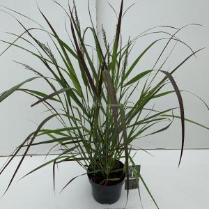 Vingergras (Panicum virgatum "Squaw") siergras - In 3 liter pot - 1 stuks