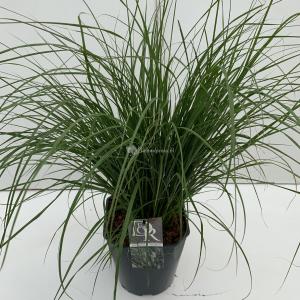 Lampenpoetsersgras (Pennisetum alopecuroides "Hameln") siergras - In 5 liter pot - 1 stuks