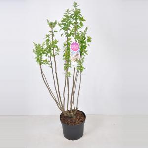 Sering (syringa vulgaris "Beauty of Moscow") - 70-90 cm - 1 stuks