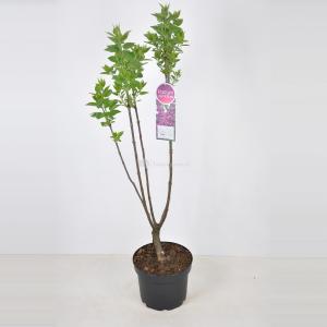 Sering (syringa vulgaris "Charles Joly") - 70-90 cm - 1 stuks