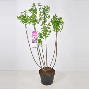 Sering (syringa vulgaris "Michel Buchner") - 70-90 cm - 1 stuks