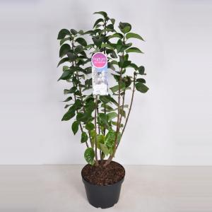 Sering (syringa vulgaris "Mme Lemoine") - 70-90 cm - 1 stuks