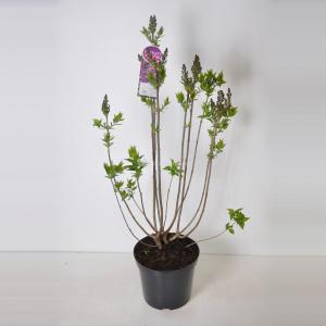 Sering (syringa vulgaris "Ruhm von Horstenstein") - 90-120 cm - 1 stuks