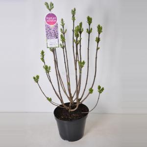 Sering (syringa vulgaris "Sensation") - 90-120 cm - 1 stuks