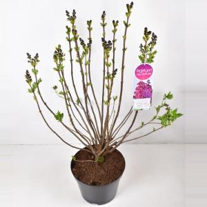 Sering (syringa vulgaris "Znamya Lenina") - 90-120 cm - 1 stuks