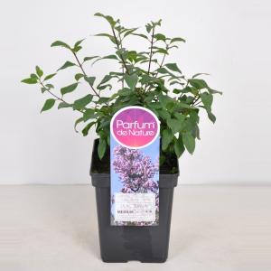 Sering (syringa chinensis "Lilac Sunday") - 40-60 cm - 1 stuks