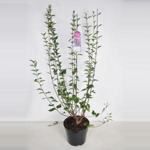 Sering (syringa chinensis "Lilac Sunday") - 90-120 cm - 1 stuks