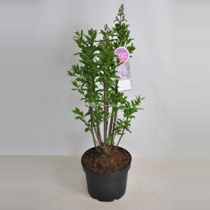 Sering (syringa villosae "Minuet") - 60-80 cm - 1 stuks