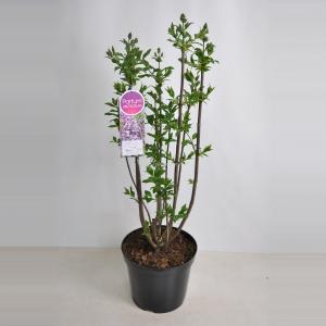 Sering (syringa villosae "Minuet") - 80-100 cm - 1 stuks