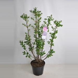 Sering (syringa villosae "Royalty") - 90-120 cm - 1 stuks