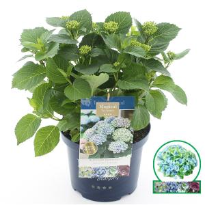 Hydrangea Macrophylla "Magical Revolution Blue"® boerenhortensia - 30-40 cm - 1 stuks