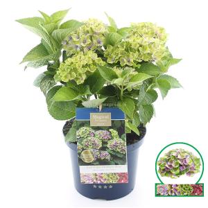 Hydrangea Macrophylla "Magical Amethyst Blauw"® boerenhortensia - 30-40 cm - 1 stuks