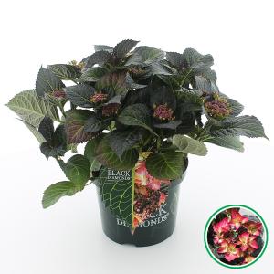 Hydrangea Macrophylla "Black Diamond® Dark Angel"® schermhortensia - 40-50 cm - 1 stuks