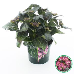 Hydrangea Macrophylla "Black Diamond® Dark Angel Purple"® schermhortensia - 30-40 cm - 1 stuks