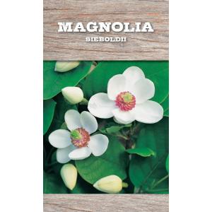 Magnolia Sieboldii - 80 - 100 cm - 4 stuks