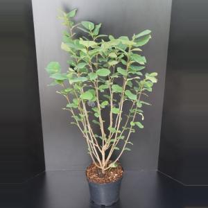 Magnolia Sieboldii - 100 - 125 cm - 5 stuks