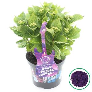 Hydrangea Macrophylla Music Collection "Deep Purple Dance"® boerenhortensia - 30-40 cm - 1 stuks