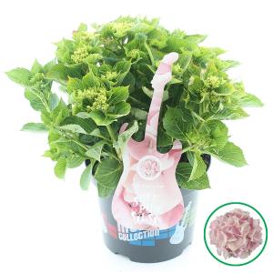 Hydrangea Macrophylla Music Collection "Soft Pink Salsa"® boerenhortensia - 30-40 cm - 1 stuks