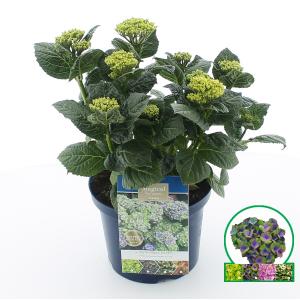 Hydrangea Macrophylla "Magical Coral Blue"® boerenhortensia - 30-40 cm - 1 stuks