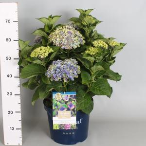 Hydrangea Macrophylla "Magical Coral Blue"® boerenhortensia - 40-50 cm - 1 stuks