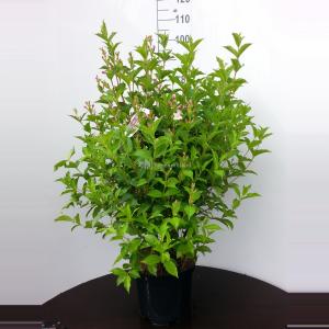 Weigela Florida Pink Princess - 80 - 90 cm - 5 stuks