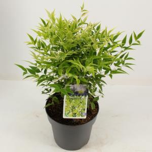 Hemelse bamboe (Nandina domestica “Lemon and Lime”®) heester - 25-30 cm - 9 stuks