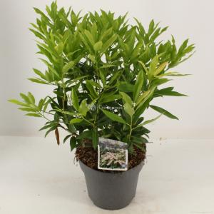 Rotsheide (Pieris Japonica “Brouwers Beauty”) heester - 30-40 cm (C4.5) - 9 stuks