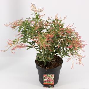 Rotsheide (Pieris Japonica “Ralto” PBR) heester - 30-40 cm (C4.5) - 9 stuks