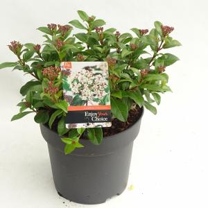 Sneeuwbal (Viburnum tinus “Lucidum”) heester - 30-40 cm (C4.5) - 9 stuks