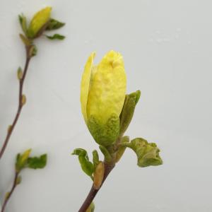 Magnolia Daphne - 175 - 200 cm - 1 stuks
