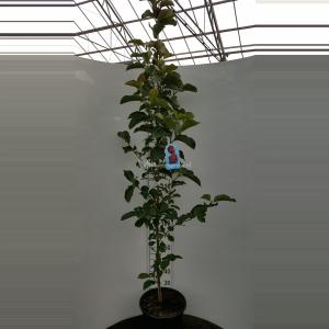 Magnolia Genie - 175 - 200 cm - 1 stuks