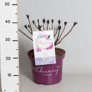 Hydrangea Macrophylla "Charming® Claire Blue"® boerenhortensia - 30-40 cm - 1 stuks