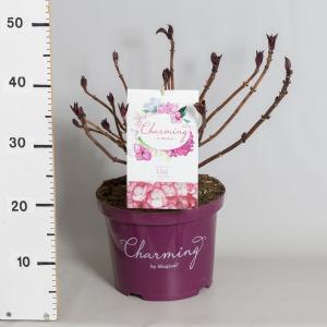 Hydrangea Macrophylla "Charming® Lisa Pink"® boerenhortensia - 30-40 cm - 1 stuks