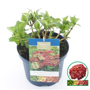 Hydrangea Macrophylla "Magical Ruby Tuesday"® boerenhortensia - 30-40 cm - 1 stuks