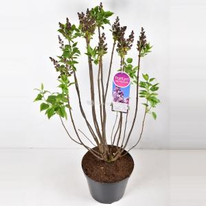 Sering (syringa vulgaris "Paul Deschanel") - 90-120 cm - 1 stuks