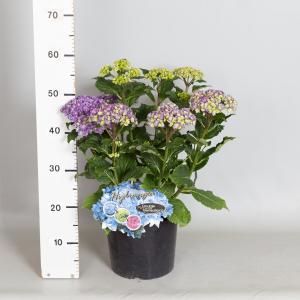 Hydrangea Macrophylla "Double Flowers Blue"® boerenhortensia - 30-40 cm - 1 stuks