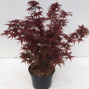 Japanse esdoorn (Acer palmatum "Shaina") heester - 40-50 cm - 1 stuks