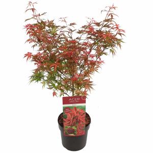 Japanse esdoorn (Acer palmatum "Shaina") heester - 50-60 cm - 1 stuks