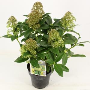 Skimmia (Skimmia Japonica “Fragrant Cloud”) heester - 20-25 cm (P15) - 6 stuks