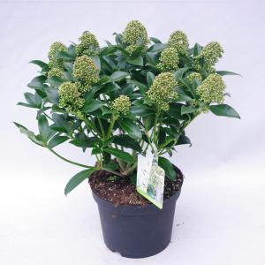 Skimmia (Skimmia Japonica “Fragrant Cloud”) heester - 30-40 cm (C3) - 6 stuks