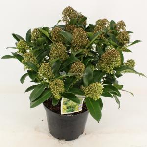 Skimmia (Skimmia Japonica “Fragrant Cloud”) heester - 50-60 cm (C15) - 4 stuks