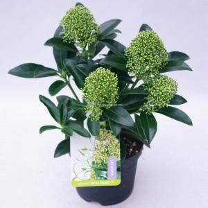 Skimmia (Skimmia Japonica “White Globe”®) heester - 20-30 cm (P13) - 8 stuks