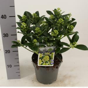 Skimmia (Skimmia Japonica “White Globe”®) heester - 20-25 cm (C2) - 6 stuks