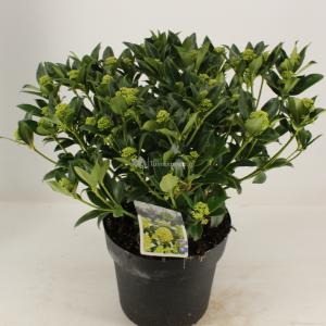 Skimmia (Skimmia Japonica “White Globe”®) heester - 40-50 cm (C7) - 7 stuks