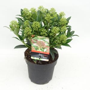 Skimmia (Skimmia Japonica “Marlot”) heester - 20-25 cm (C2) - 6 stuks