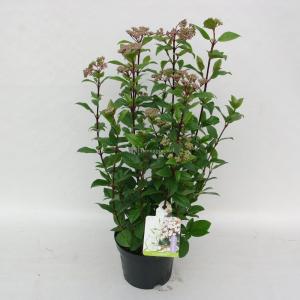 Sneeuwbal (Viburnum tinus “Ladybird”®) heester - 50-60 cm (C10) - 5 stuks
