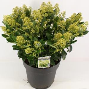 Skimmia (Skimmia Japonica “Finchy”®) heester - 50-60 cm (C15) - 4 stuks