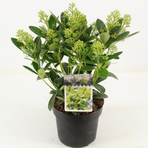 Skimmia (Skimmia Japonica “Finchy”®) heester - 30-40 cm (C2) - 6 stuks