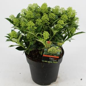 Skimmia (Skimmia Japonica “White Dwarf”®) heester - 40-50 cm (C7) - 7 stuks